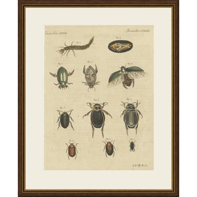 This hand coloured copper engraving of water beetles, including large diving beetles shown with their larva and pupa,...