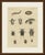 This hand coloured copper engraving of water beetles, including large diving beetles shown with their larva and pupa,...
