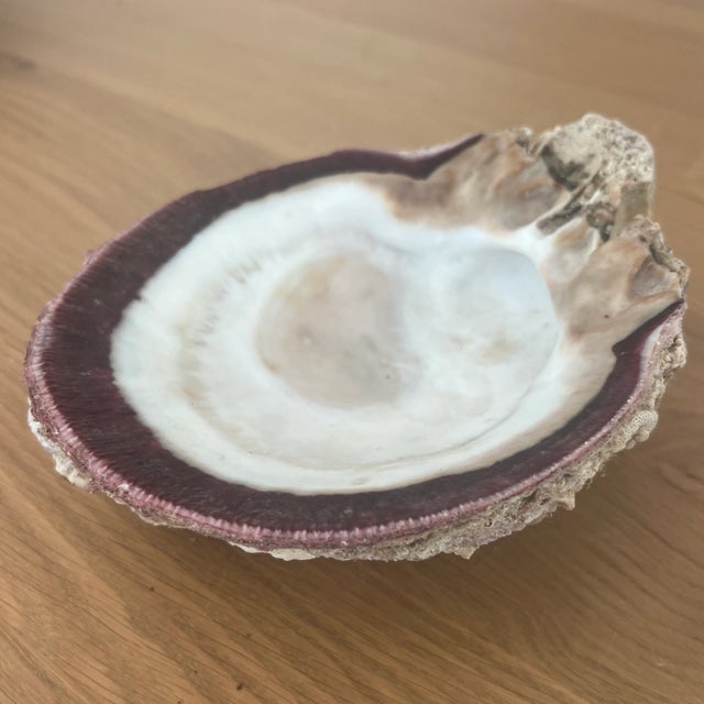 Vintage Fossilized Spondylus Purple Oyster Shell Large 5” X 5.5” Natural Seashell