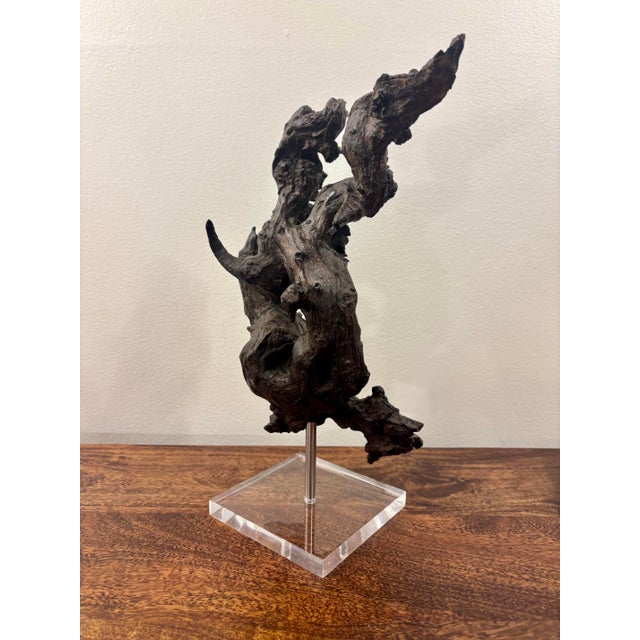 Vintage Coastal Burl Wood Sculpture on Lucite Base, Natural Fantasy Form For Sale - Image 10 of 10