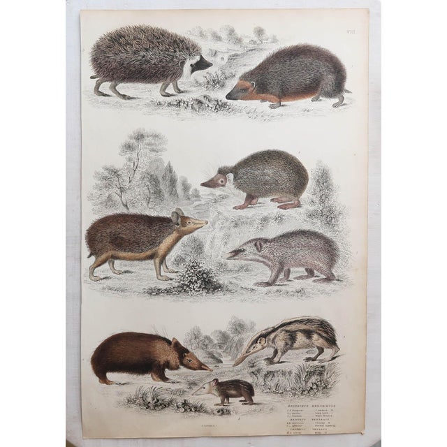After Cpt. Brown, Big Cat Illustrations, 1835, Prints, Set of 12 For Sale - Image 7 of 14