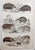 After Cpt. Brown, Big Cat Illustrations, 1835, Prints, Set of 12 For Sale - Image 7 of 14