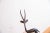 Old New House Vintage African Left Facing Gazelle With Dark Patina For Sale - Image 4 of 7