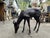 Bronze Grazing Fawn Deer Garden Sculpture For Sale - Image 9 of 15