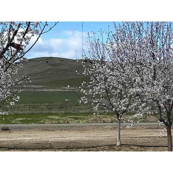 Yolo County Cows Plein‑Air Landscape (6″×12″, Original Oil on Masonite) For Sale - Image 9 of 9