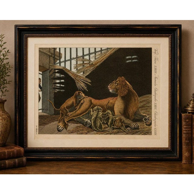 Original antique print of a lioness and her cubs by bertuch, 1810 the composition shows a large reclining lioness...