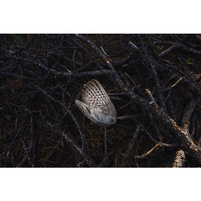 Nest II by Jenya Chernoff | Giclée print on fine art paper of a bird wing on branches For Sale
