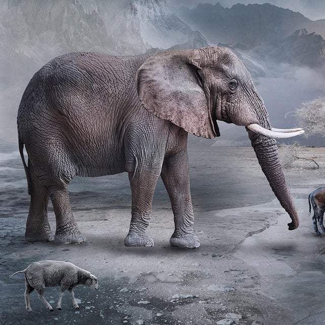 The Last Drop of Water by Marcin Owczarek | Photography of a surreal desert landscape with animals For Sale - Image 4 of 5