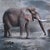 The Last Drop of Water by Marcin Owczarek | Photography of a surreal desert landscape with animals For Sale - Image 4 of 5