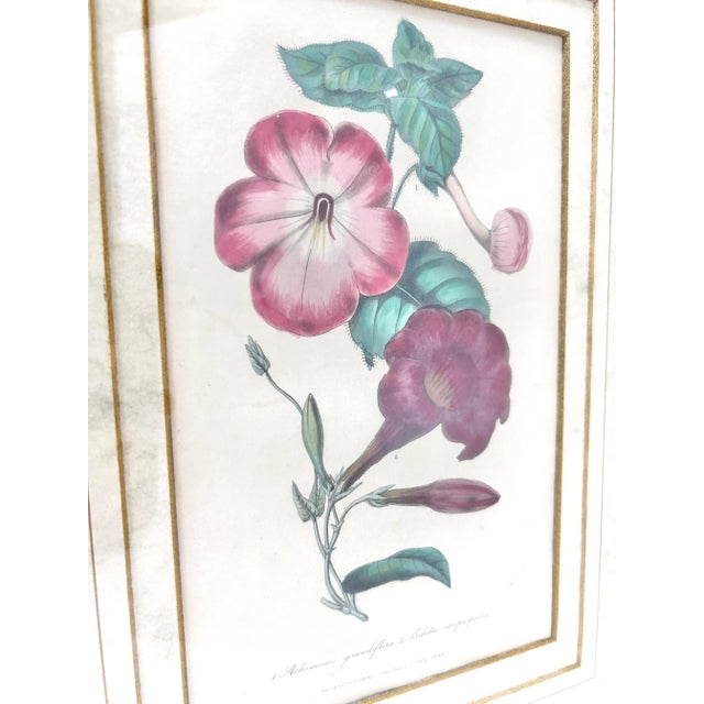 English 19th Century Hand-Colored Botanical Engravings of Geraniums – Framed Pair, Circa 1840s For Sale - Image 3 of 12