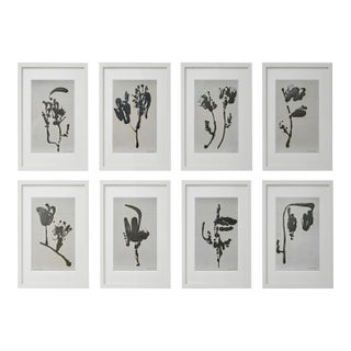 Set of 8 - Contemporary One-of-a-Kind Black and White Botanical Organic Modern Original Oil Paintings / Herbarium / Floral / Abstraction For Sale