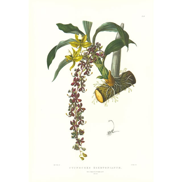 Large 1973 Orchid Flower Lithograph "Cycnoches Egertonianum" (Sir Philip Egerton's Cycnoches) After James Bateman For Sale