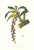 Large 1973 Orchid Flower Lithograph "Cycnoches Egertonianum" (Sir Philip Egerton's Cycnoches) After James Bateman For Sale