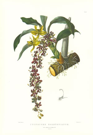 Large 1973 Orchid Flower Lithograph "Cycnoches Egertonianum" (Sir Philip Egerton's Cycnoches) After James Bateman