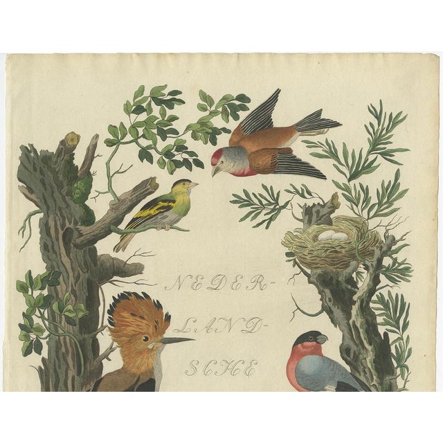 Rare Dutch Bird Print – Hoopoe, Bullfinch, Linnet and Quail, ca. 1770–1829 Antique hand-coloured print from Nederlandsche...