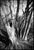 Paul Cooklin, Shadowed Tree, Edition of 50 For Sale - Image 7 of 7