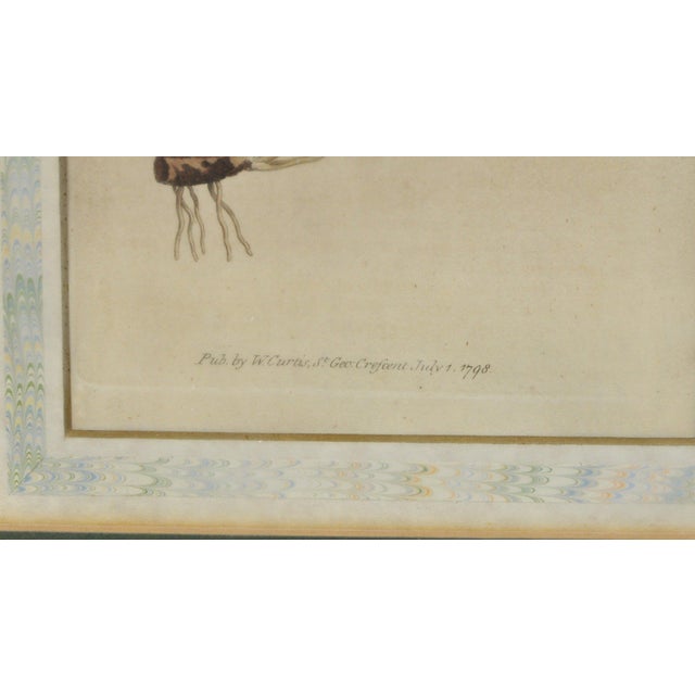 Cream Late 18th Century William Curtis Botanical Engravings, 1798, Pair in Custom Gilt Frames For Sale - Image 8 of 9