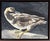 Mid-Century Modern American Mid-Century Portrait of a Bird - Oil Painting on Board of a Seagull For Sale - Image 3 of 8