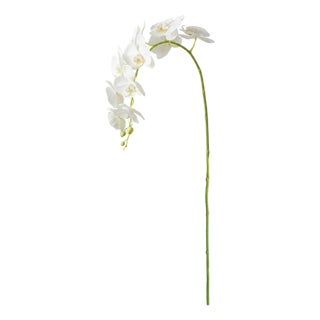 Phalaenopsis Orchid Stems 28" St/4 For Sale