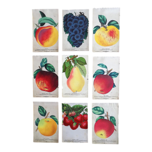 Authentic Antique Hand Finished Fruit Chromolithographs - Set of 9