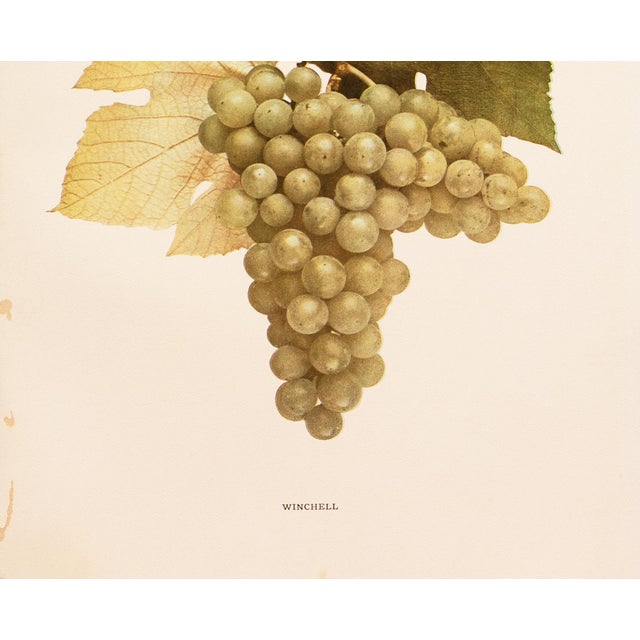 1900s U. P. Hedrick, Original Antique Photogravure of Winchell Grapes For Sale - Image 4 of 7