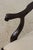 Brown Set of 6 Stickley Mahogany Chippendale Dining Chairs For Sale - Image 8 of 18