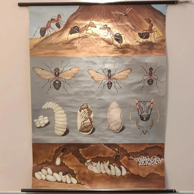 Paper Mid-Century Educational Chart Ants by Jung, Koch, & Quentell, 1974 For Sale - Image 7 of 7