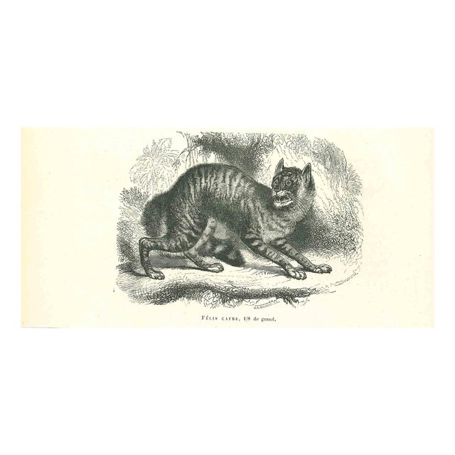 Paul Gervais, The Cat, Lithograph, 1854 For Sale
