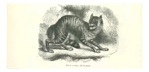 Paul Gervais, The Cat, Lithograph, 1854