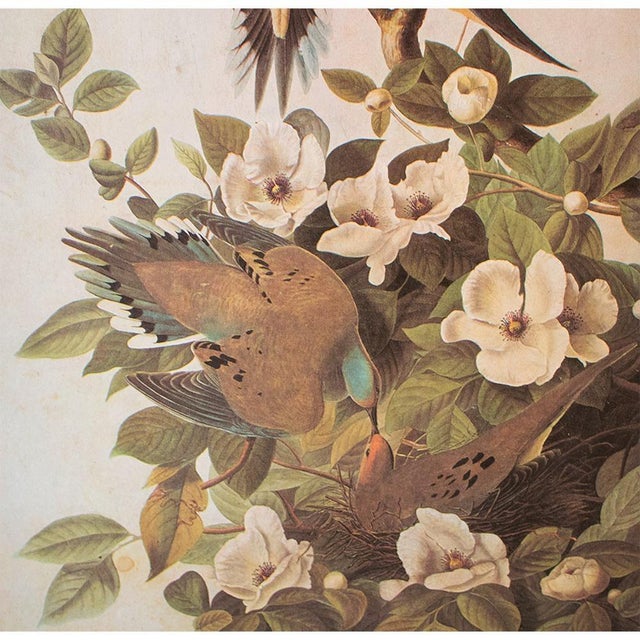 John James Audubon 1966 Vintage Cottage Print "Carolina Turtle Dove & Mourning Dove" After John James Audubon For Sale - Image 4 of 8
