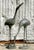 Vintage Coastal Cast Metal Cranes - Set of 2 For Sale - Image 10 of 14