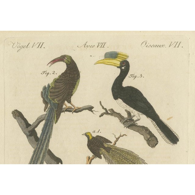 Bertuch, Toucan, Hornbill and Birds of Paradise, 1790, Engraving For Sale - Image 9 of 10