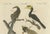 Bertuch, Toucan, Hornbill and Birds of Paradise, 1790, Engraving For Sale - Image 9 of 10