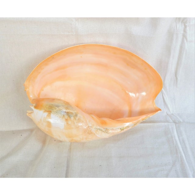 2010s Large Specimen Melo Amphora Shell For Sale - Image 5 of 6