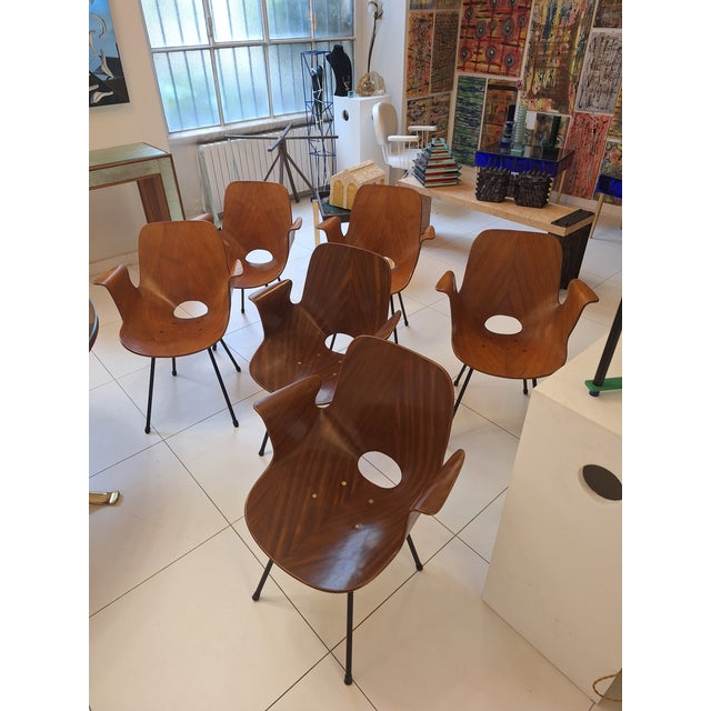 1950s Model Medea 102 Chairs by Vittorio Nobili for Medea, 1950s, Set of 6 For Sale - Image 5 of 6