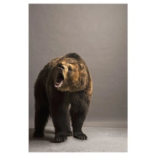 Darryl Estrine, Bear Roaring, Photographic Paper For Sale