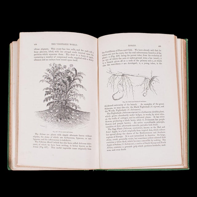 Paper Antique Reference Book, the Vegetable World, English, Louis Figuier, Victorian For Sale - Image 7 of 12