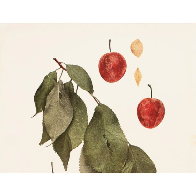 Farmhouse 1900s U. P. Hedrick, Original Antique Photogravure of New Ulm Plums For Sale - Image 3 of 7