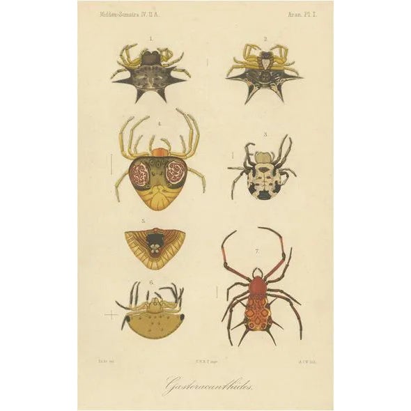 R.d.V and A.J.W, Sumatra Gasteracantha Spiders, 1887, Paper For Sale