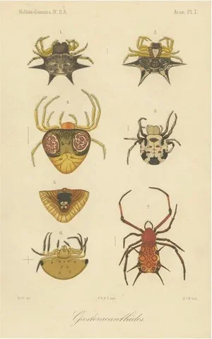 R.d.V and A.J.W, Sumatra Gasteracantha Spiders, 1887, Paper