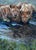 This oil on canvas artwork depicts two young lions at a tranquil riverbank, their reflections shimmering in the water. The...