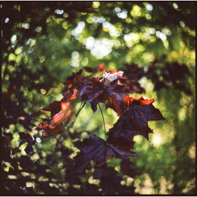 Not Yet Made - Made To Order Paul Cooklin, Maple Leaves Bokeh, Edition of 50 For Sale - Image 5 of 5