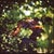 Not Yet Made - Made To Order Paul Cooklin, Maple Leaves Bokeh, Edition of 50 For Sale - Image 5 of 5