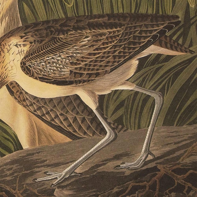 1990s Long-Billed Curlew After Audubon, Large Cottage Style Print For Sale In Dallas - Image 6 of 12