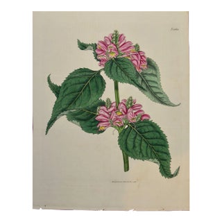Flowering Lyons' Chelone Botanical: A 19th C. Hand-Colored Engraving by Curtis, 1816 For Sale