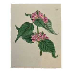 Flowering Lyons' Chelone Botanical: A 19th C. Hand-Colored Engraving by Curtis, 1816