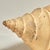 Cream Large Syrinx Aranus Shell Specimen For Sale - Image 8 of 10