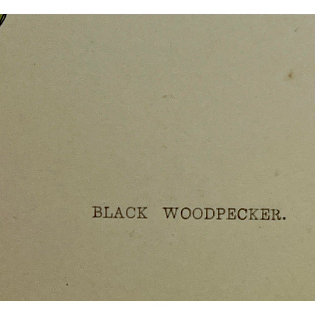 Antique Hand Tinted Bird Print From England Featuring a Majestic Black Woodpecker - Circa 1880 For Sale - Image 10 of 12