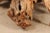 Tropical Teak Root Hardwood Coffee Table For Sale - Image 10 of 12