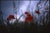 Contemporary Paul Cooklin, Poppies II, County Type Photograph, Limited Edition of 10 For Sale - Image 3 of 3